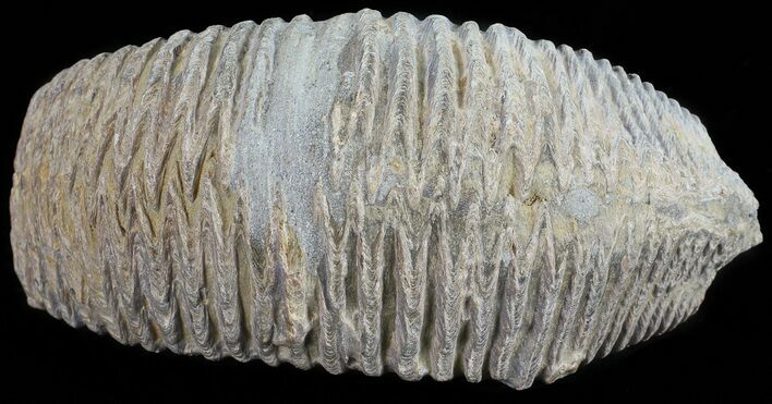 Cretaceous Fossil Oyster (Rastellum) - Madagascar #54484